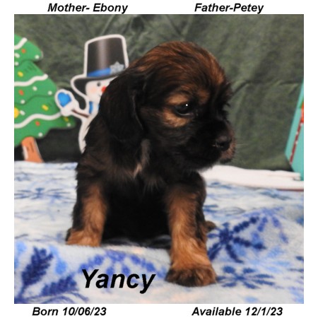 puppy, for, sale, Cocker Spaniel, Joe & Cherri  Overlease, dog, breeder, Miller, MO, dog-breeder, puppy-for-sale, forsale, nearby, find, puppyfind, locator, puppylocator, aca